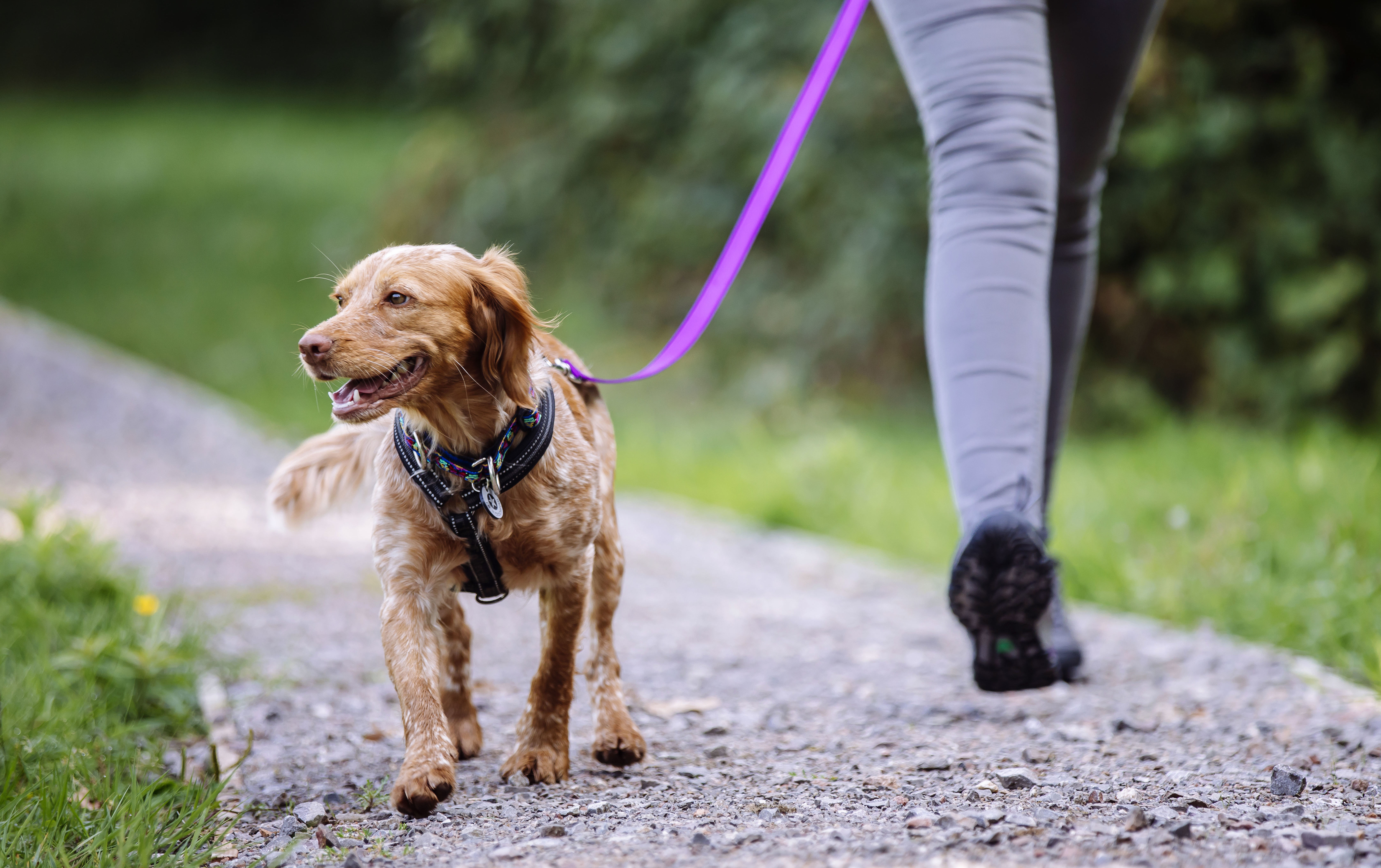 How long do female dogs stay hot sale in season